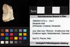 Foto (Objket + Etiketten) von Decapoda indet. 